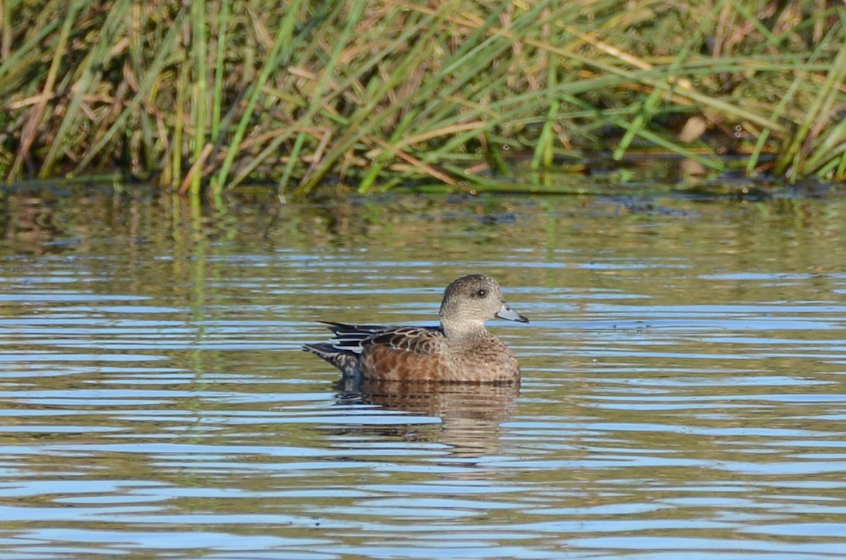 American Wigeon - ML643151626