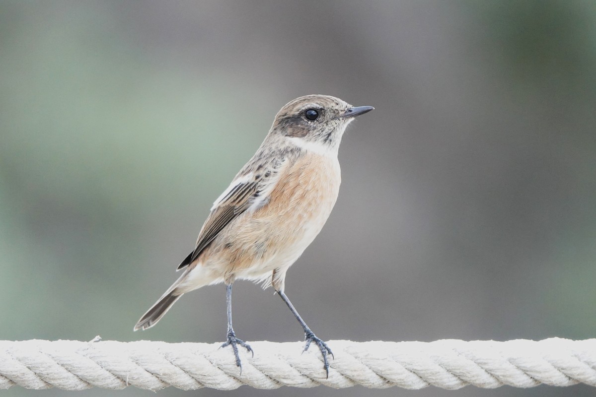 European Stonechat - ML643151632