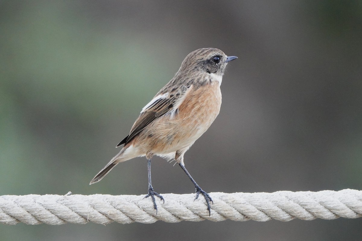 European Stonechat - ML643151633