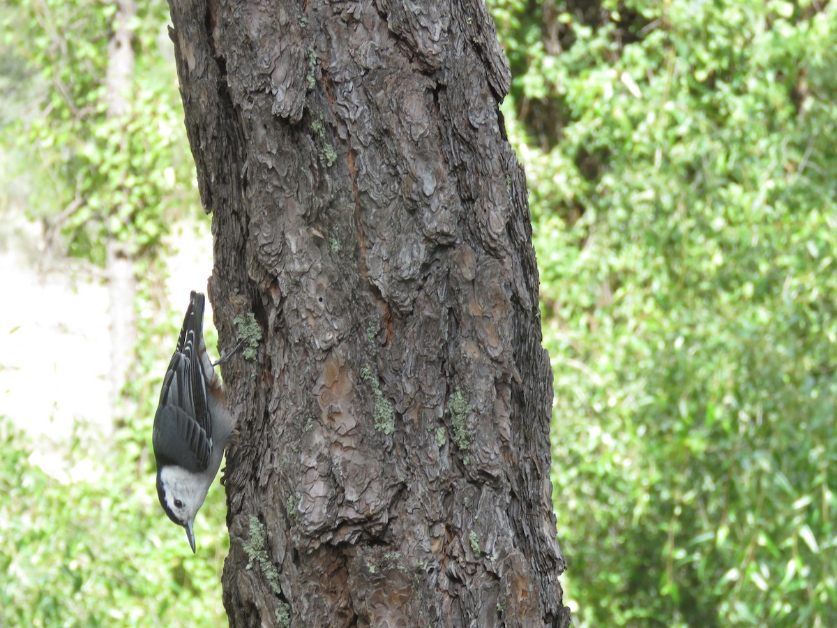 White-breasted Nuthatch - ML643151671