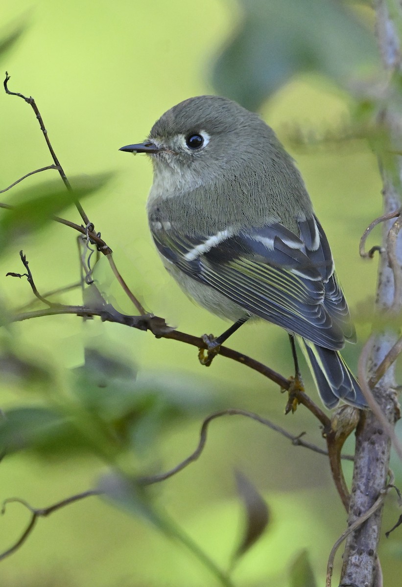 Ruby-crowned Kinglet - ML643151672