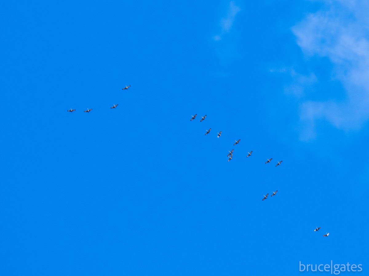 Sandhill Crane - ML643151676