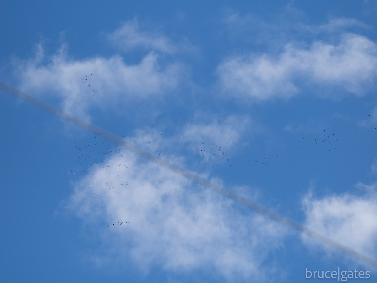 Sandhill Crane - ML643151677