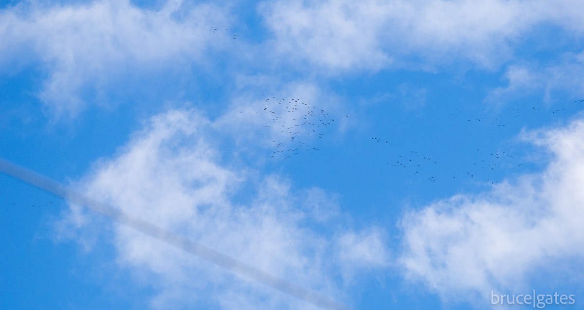 Sandhill Crane - ML643151678