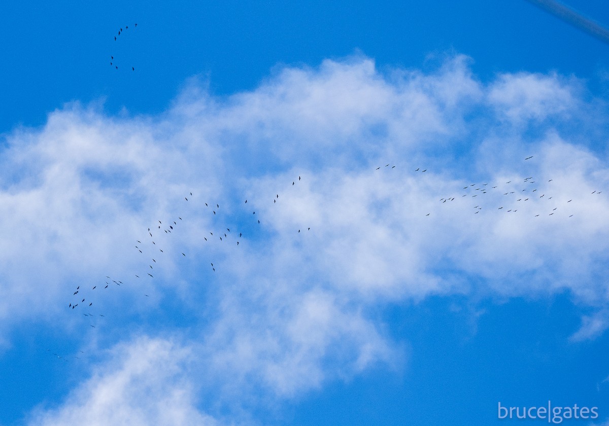 Sandhill Crane - ML643151679