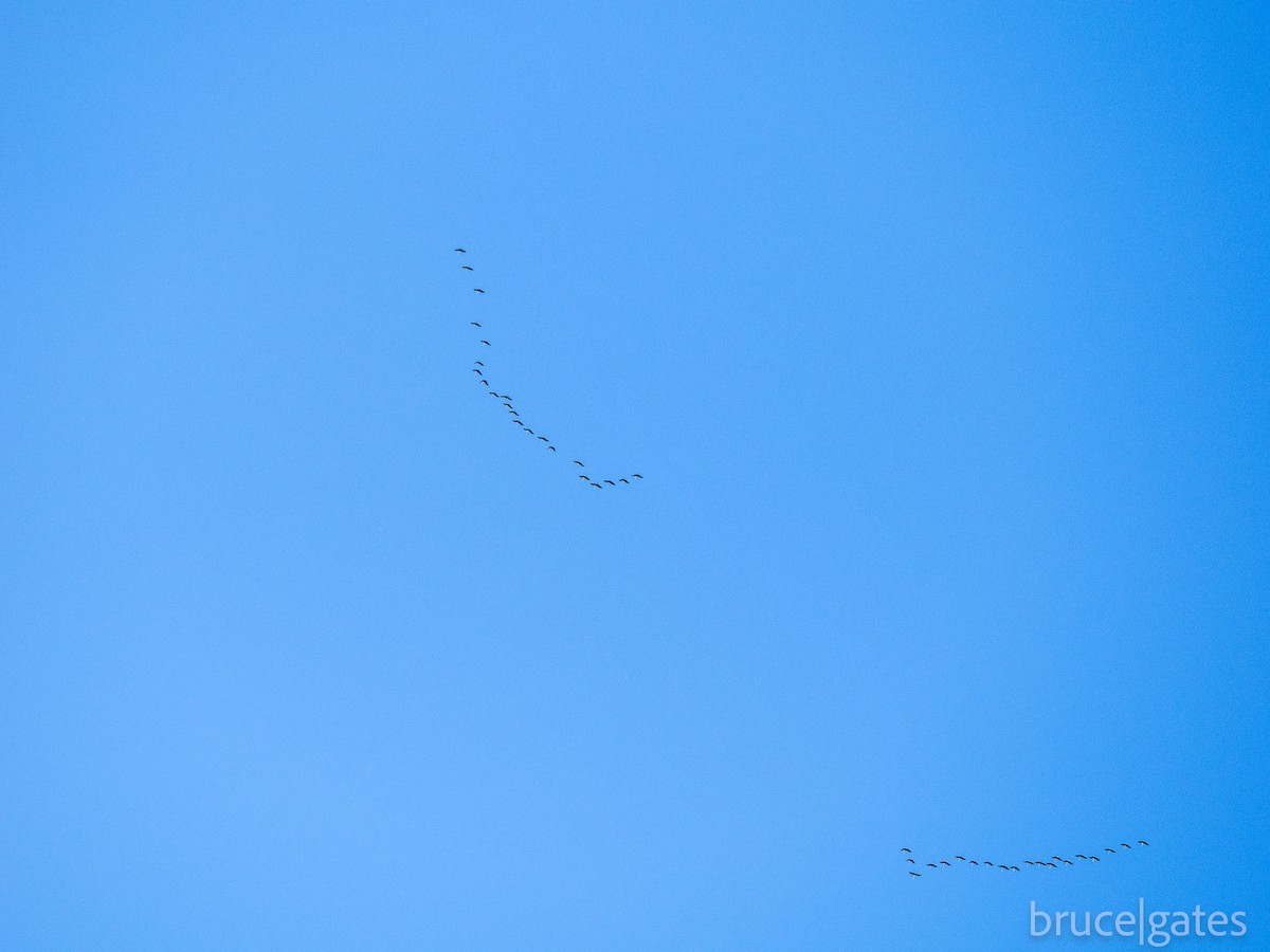 Sandhill Crane - ML643151680