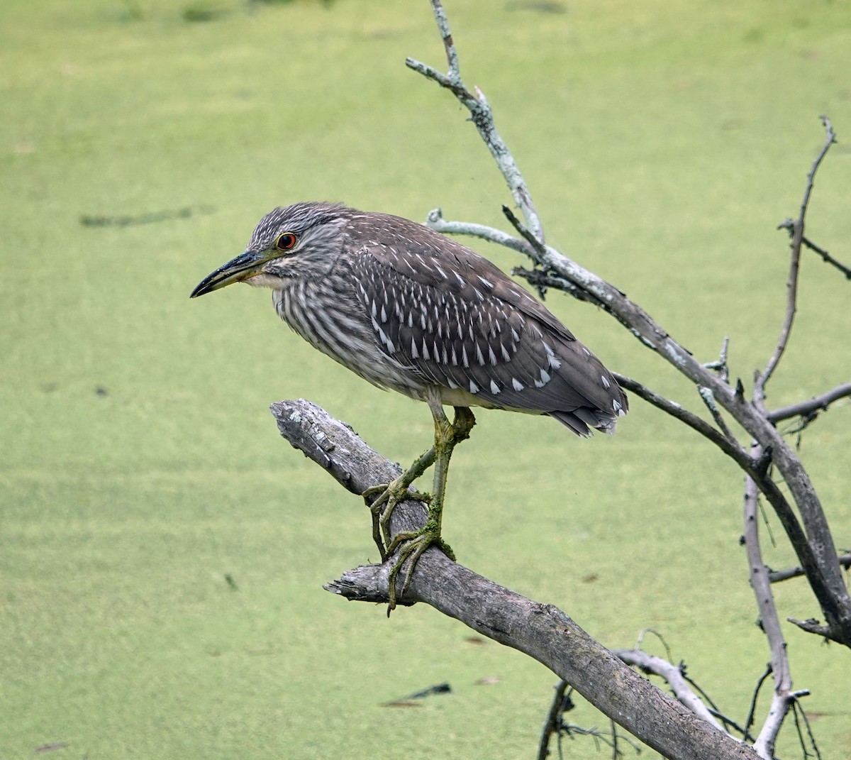 Black-crowned Night Heron - ML643151682