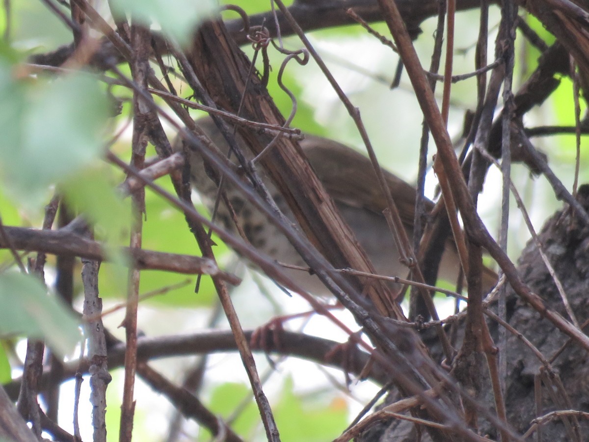 Hermit Thrush - ML643151692