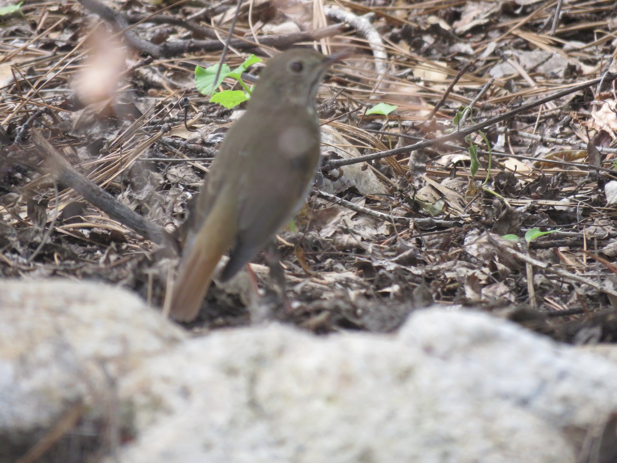 Hermit Thrush - ML643151694