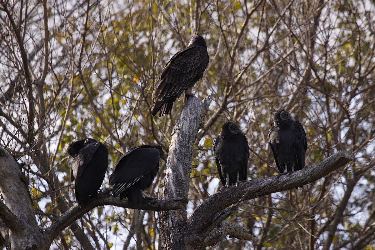 Black Vulture - ML643151710