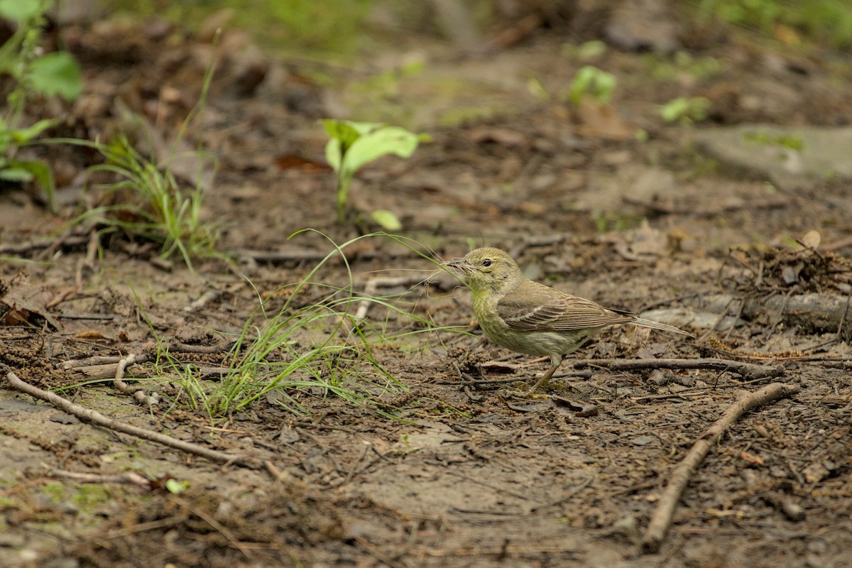 Pine Warbler - ML643151714