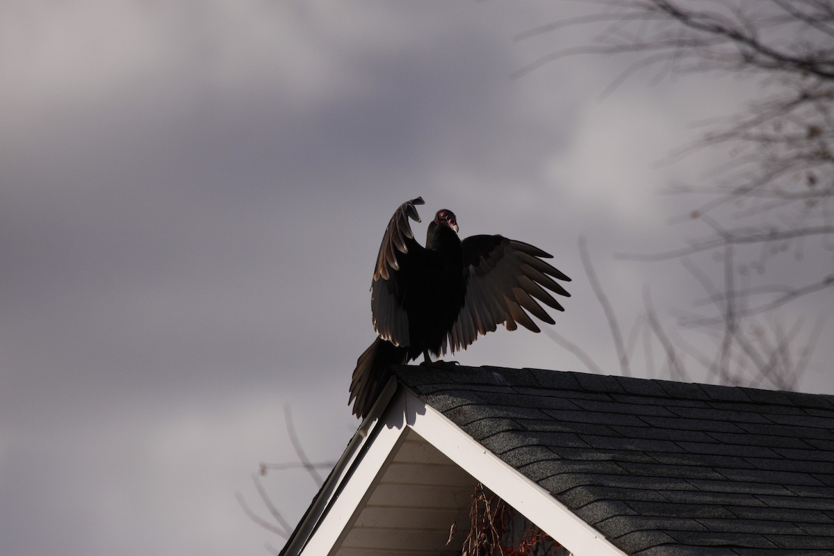 Turkey Vulture - ML643151717