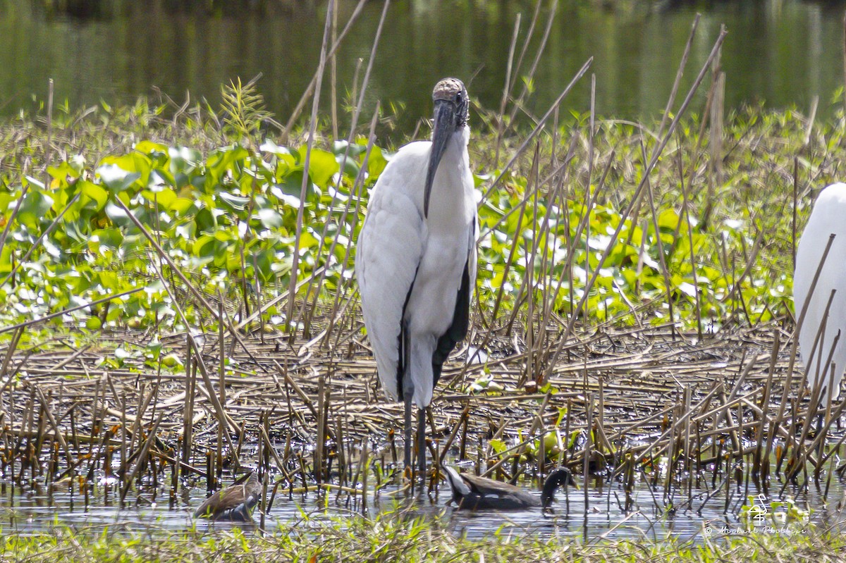 Wood Stork - ML643151718