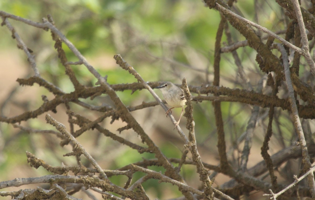 Short-tailed Field Tyrant - ML643151723
