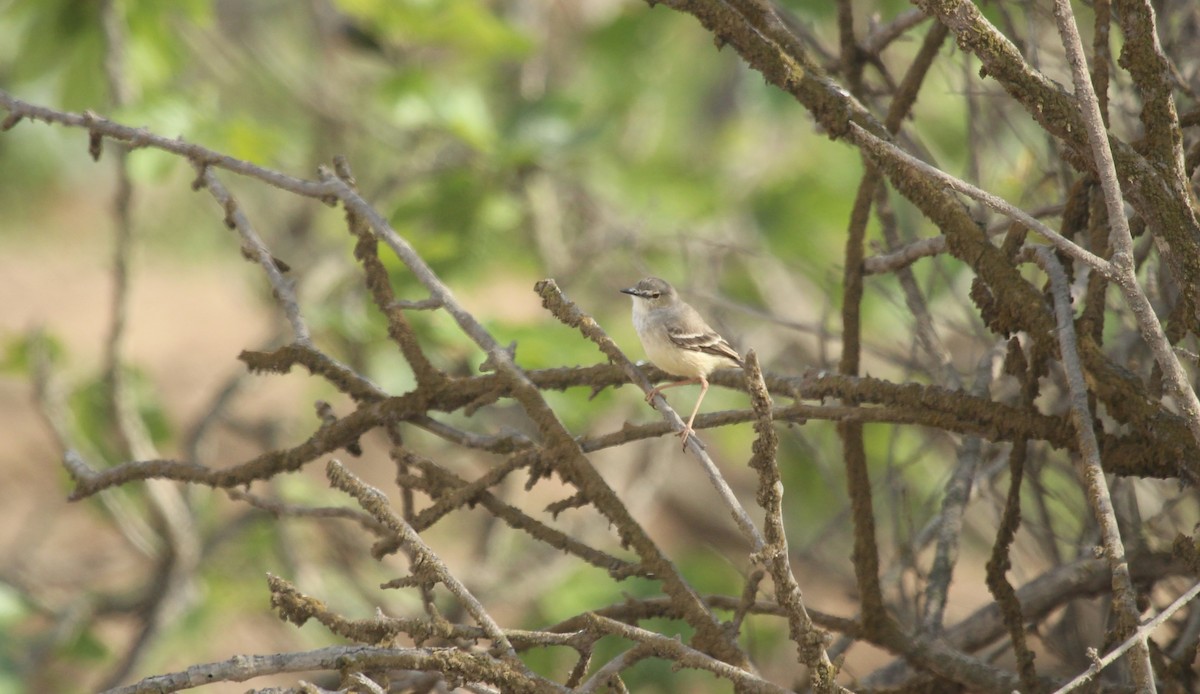 Short-tailed Field Tyrant - ML643151724