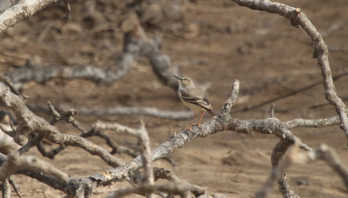 Short-tailed Field Tyrant - ML643151725