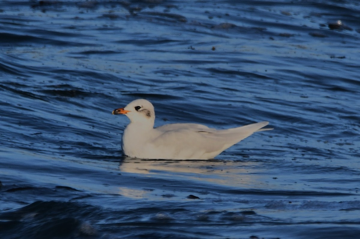 Mediterranean Gull - ML643151730