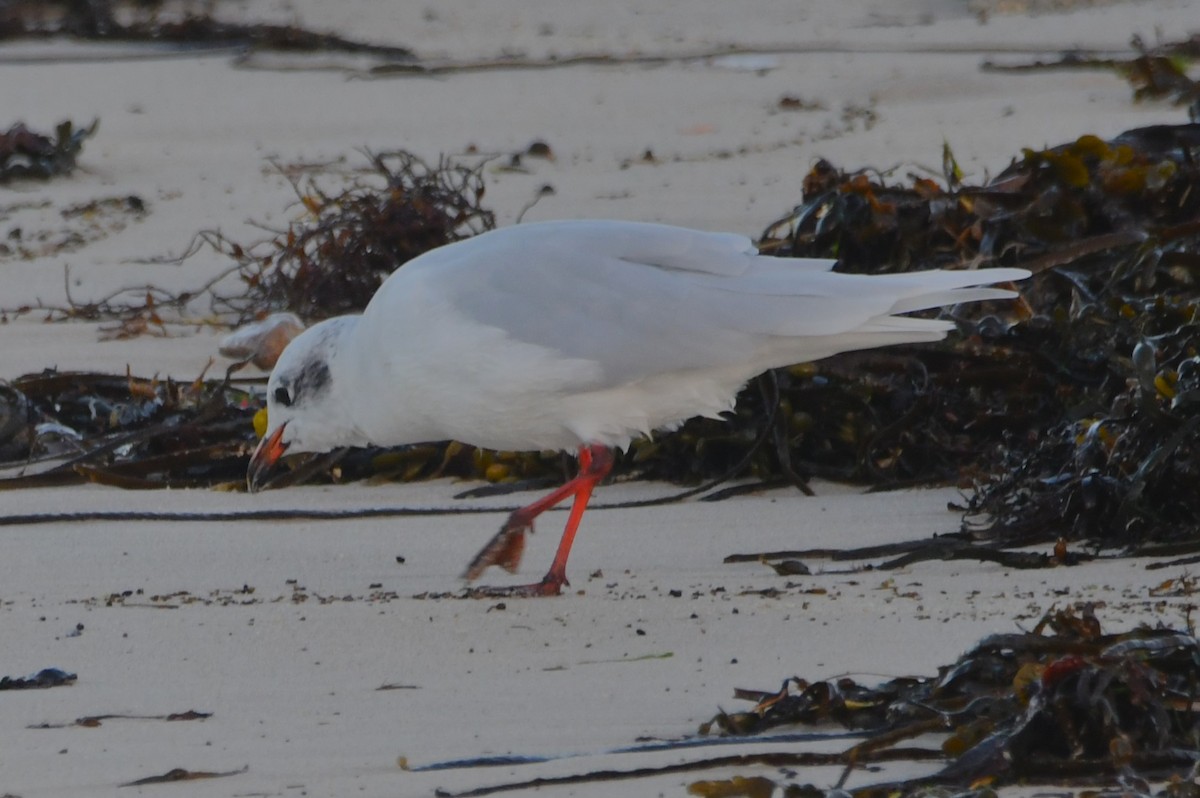 Mediterranean Gull - ML643151733