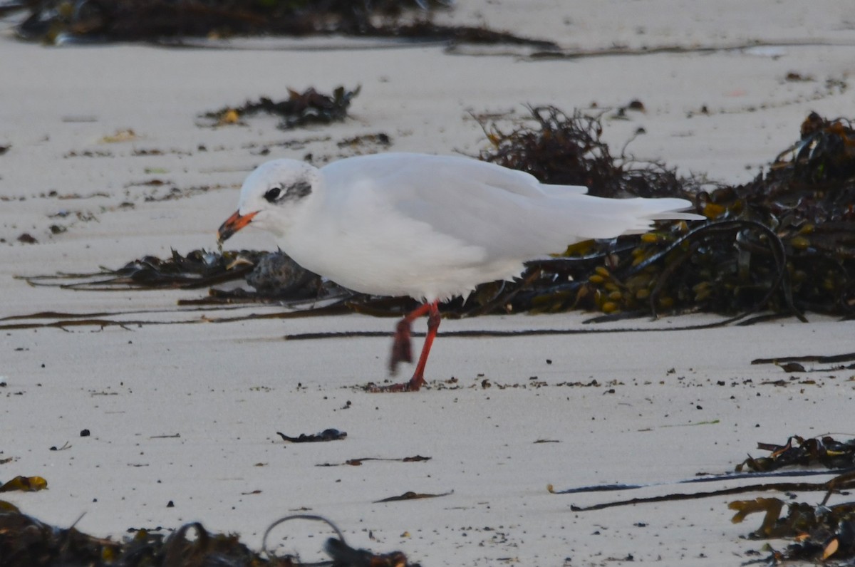 Mediterranean Gull - ML643151734