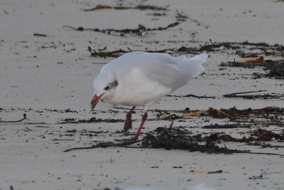 Mediterranean Gull - ML643151735