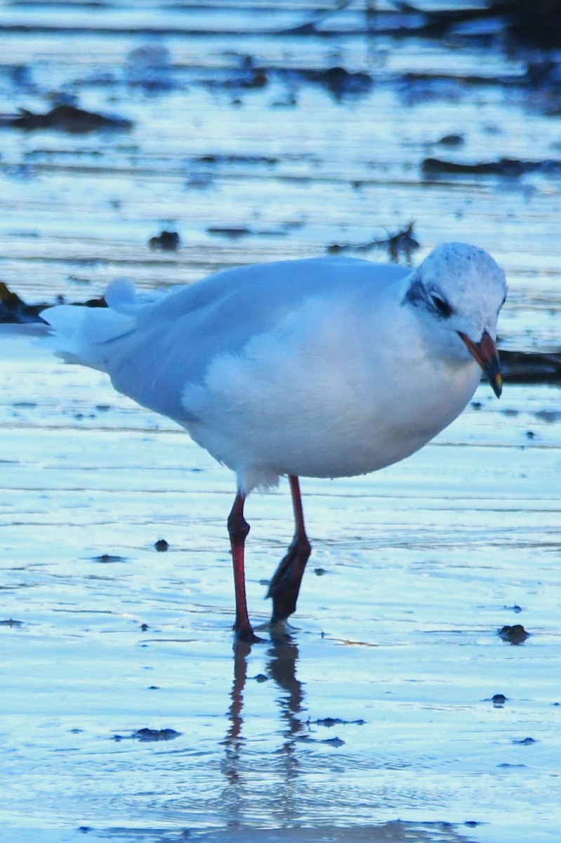 Mediterranean Gull - ML643151736