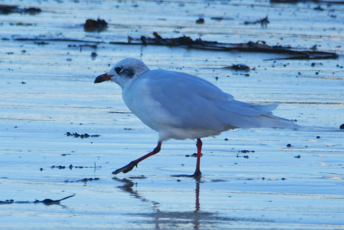 Mediterranean Gull - ML643151737