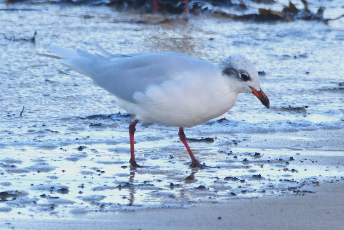 Mediterranean Gull - ML643151738