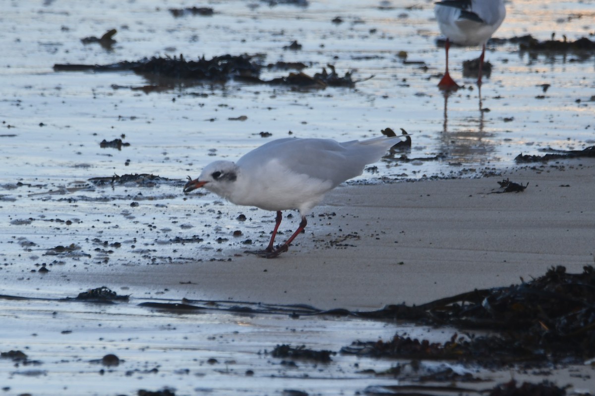 Mediterranean Gull - ML643151741