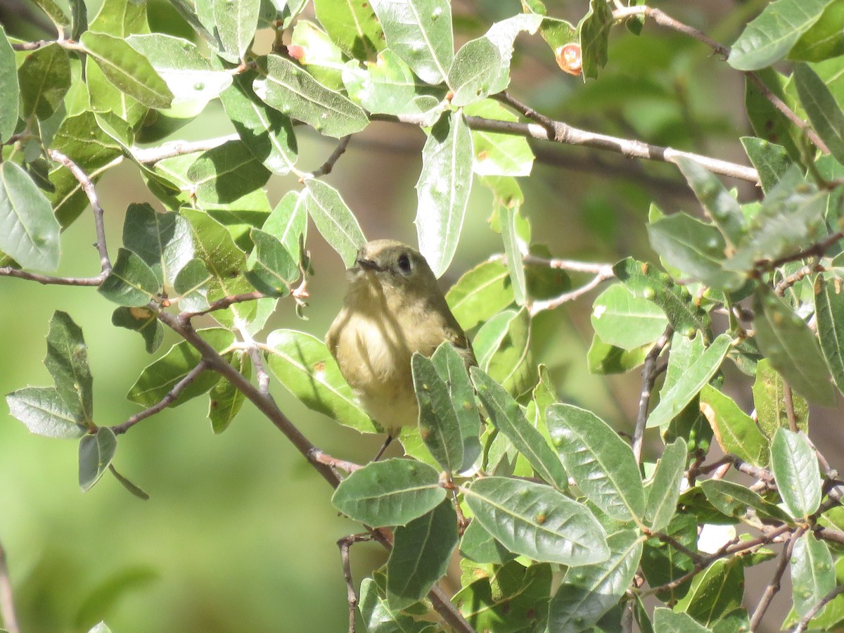 Ruby-crowned Kinglet - ML643151742