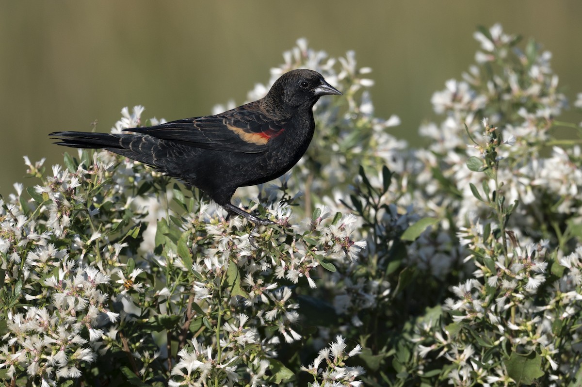 Red-winged Blackbird - ML643151743