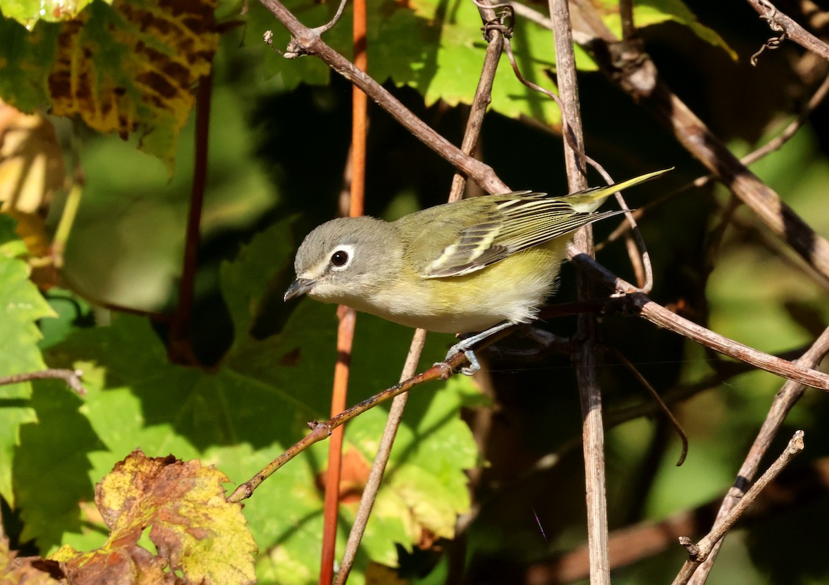 Blue-headed Vireo - ML643151744
