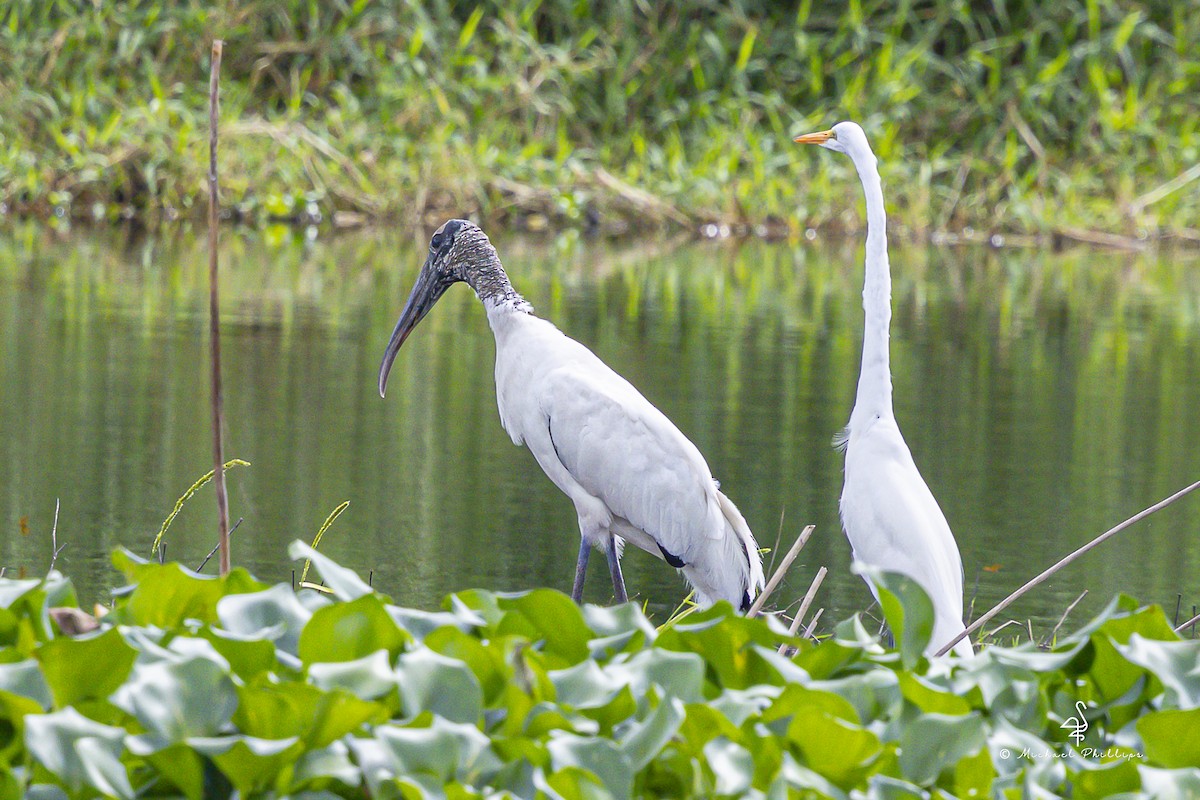 Wood Stork - ML643151745
