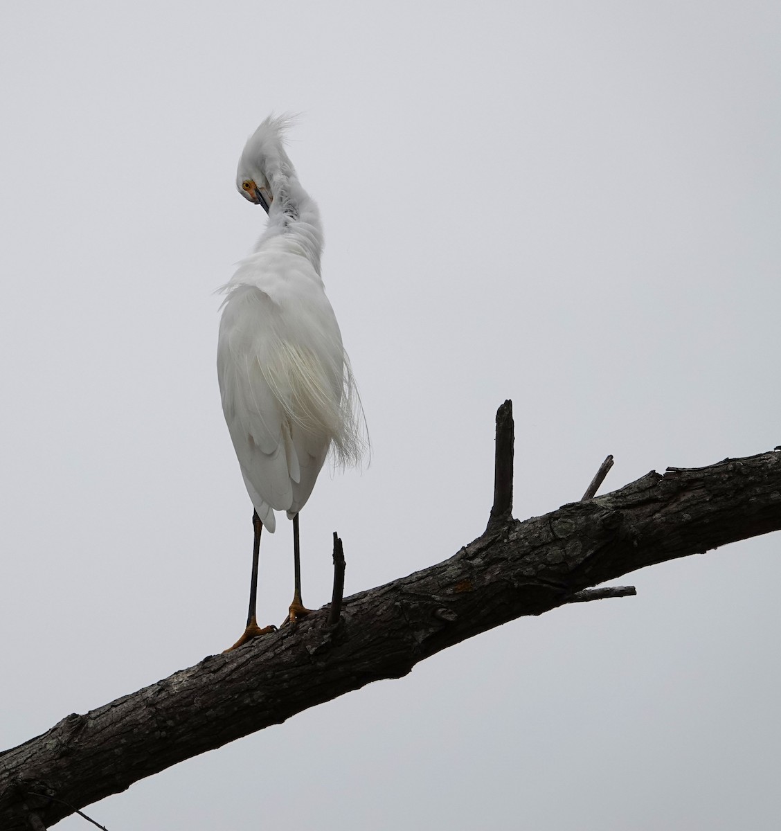 Snowy Egret - ML643151746