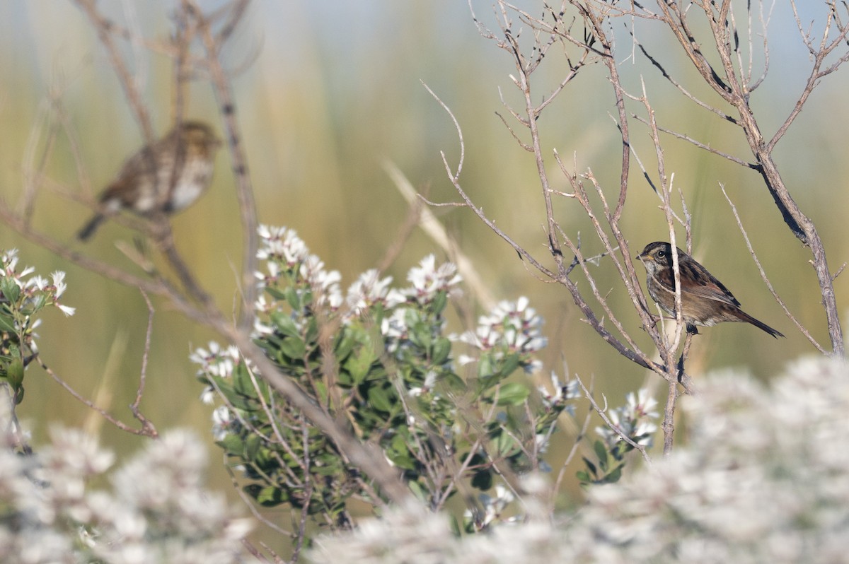 Swamp Sparrow - ML643151747
