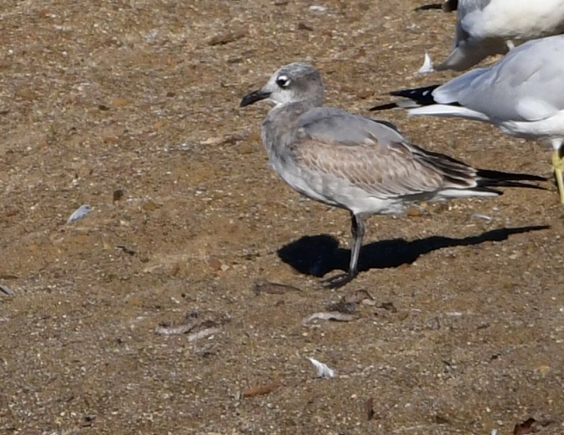 Laughing Gull - ML643151749