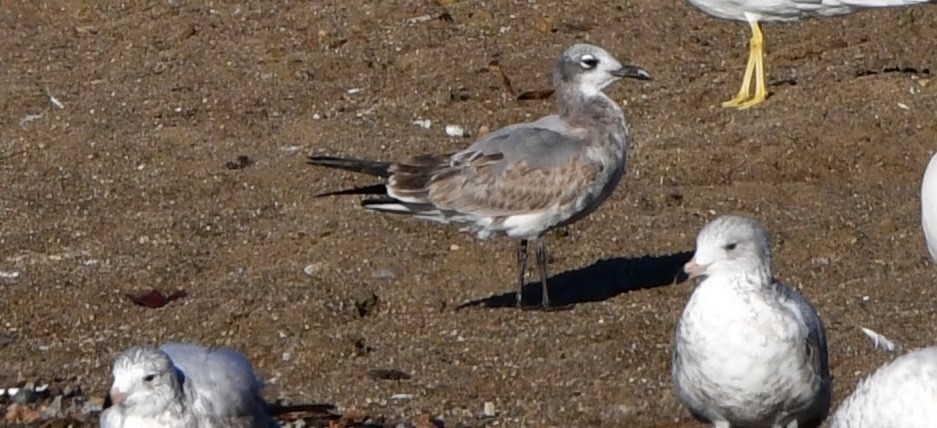 Laughing Gull - ML643151750