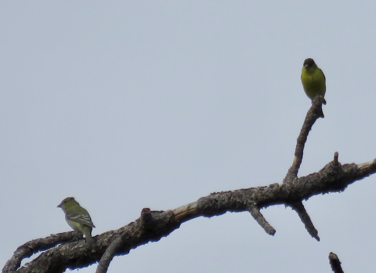 Lesser Goldfinch - ML643151751