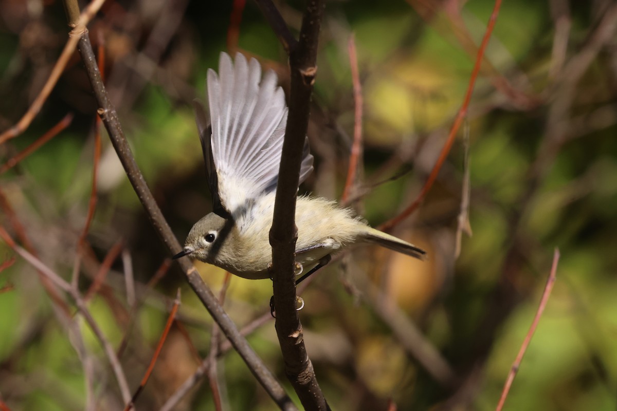Ruby-crowned Kinglet - ML643151752