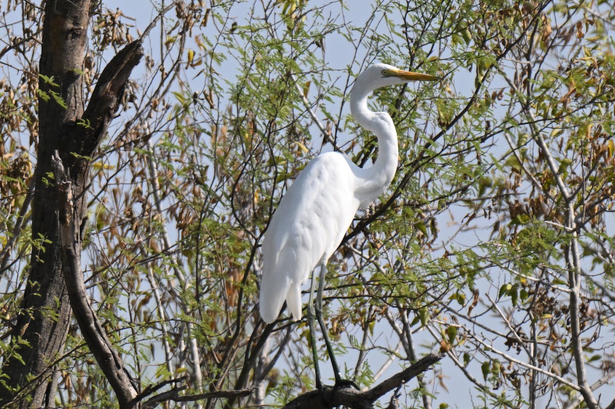 Great Egret - ML643151754