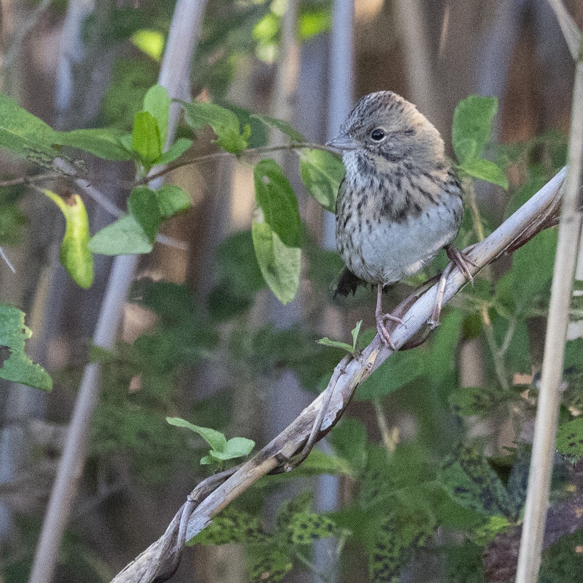 Lincoln's Sparrow - ML643151755