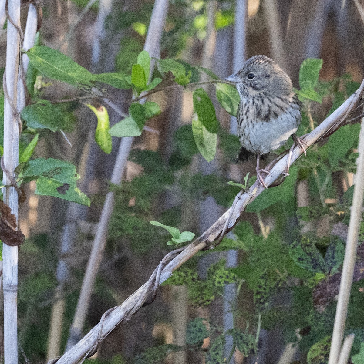 Lincoln's Sparrow - ML643151756