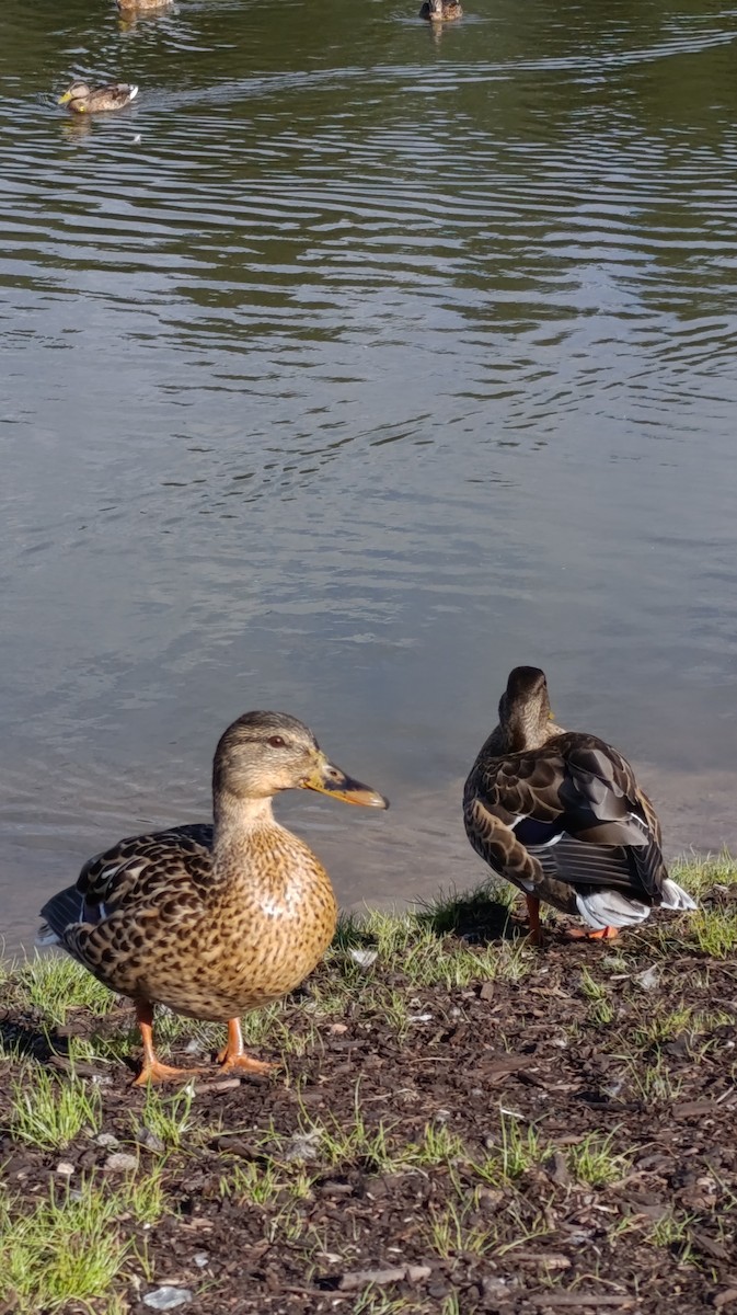 Mallard - ML643151770