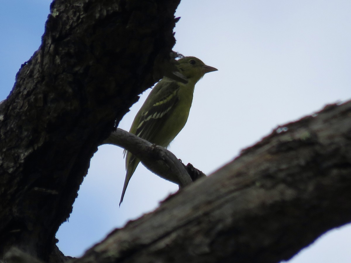 Western Tanager - ML643151776