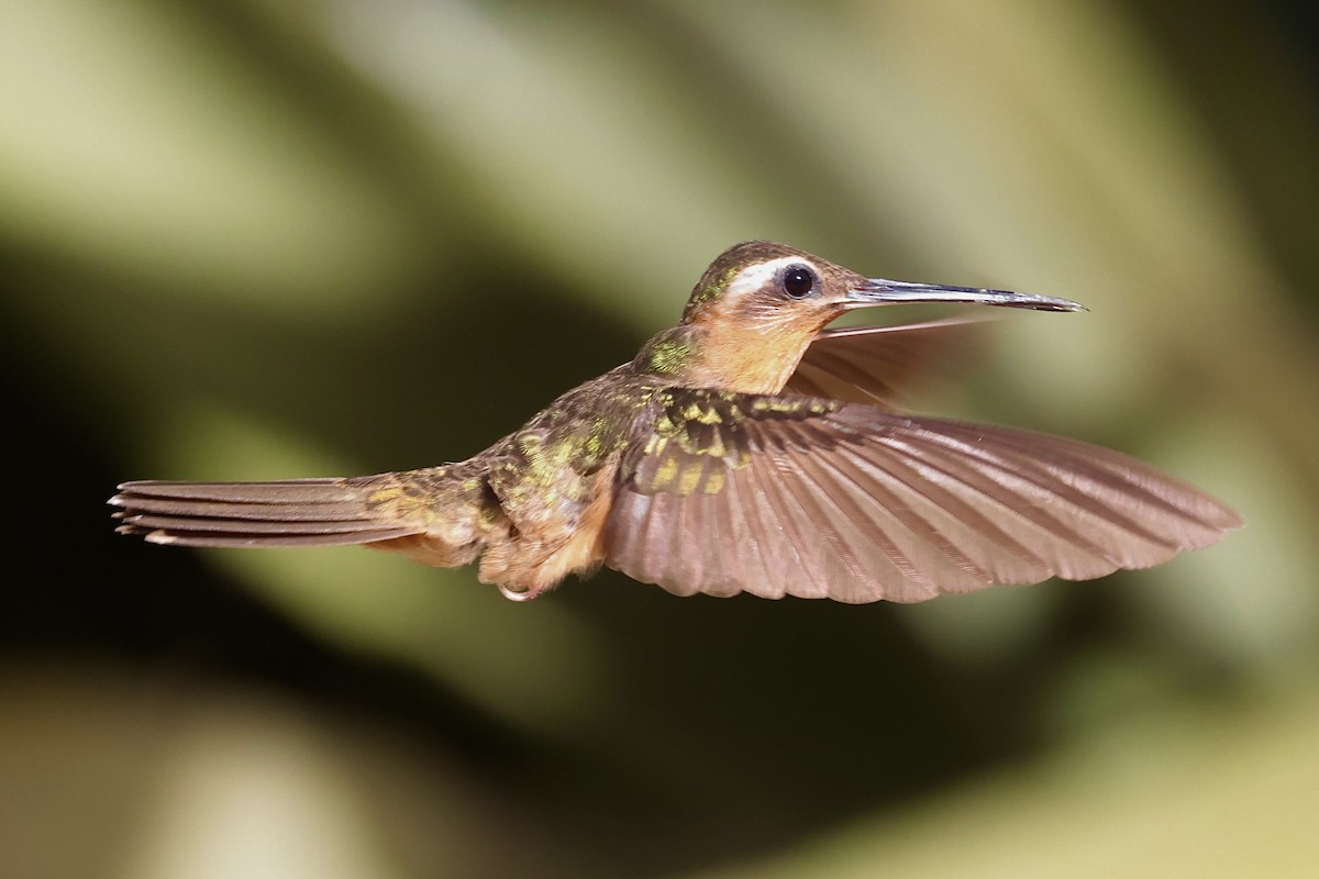 Hook-billed Hermit - ML643151781