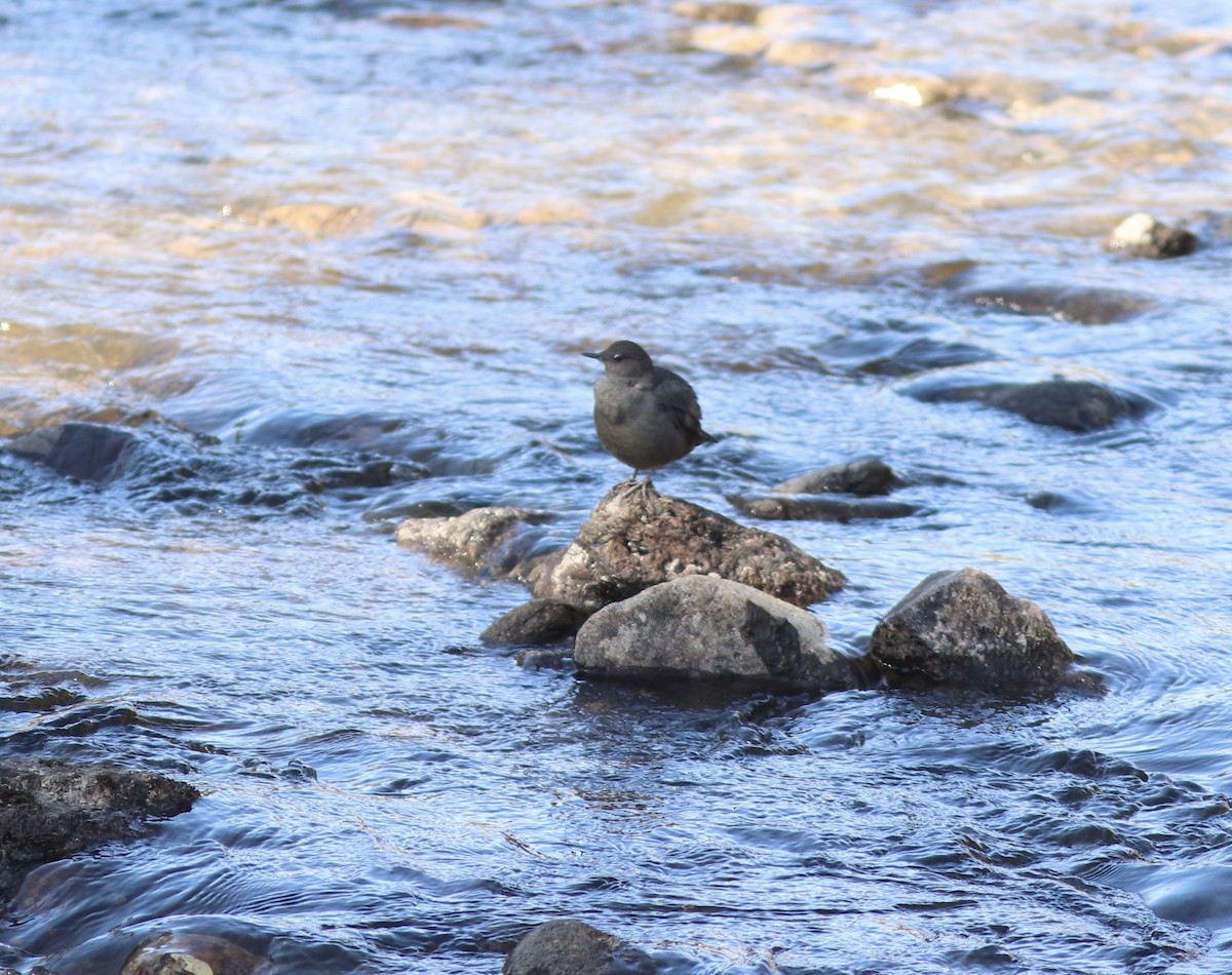 American Dipper - ML643151790
