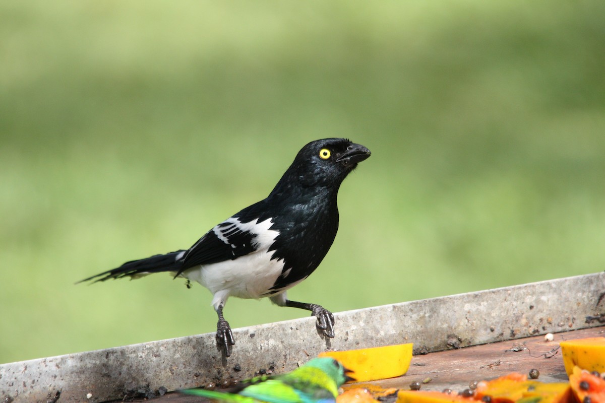 Magpie Tanager - ML643151830