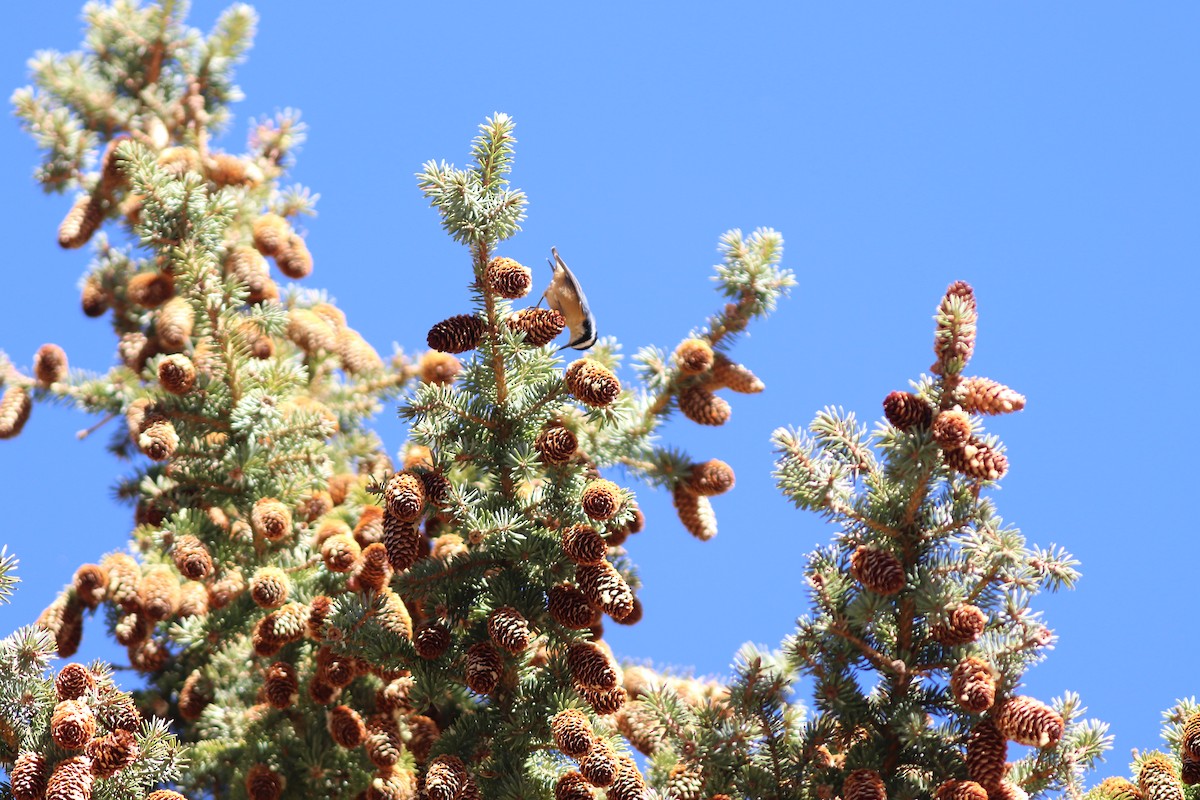 Red-breasted Nuthatch - ML643151832