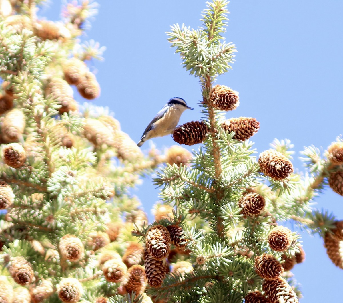 Red-breasted Nuthatch - ML643151848