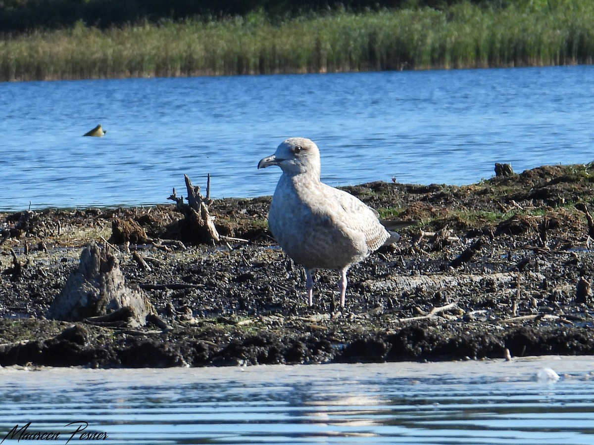 American Herring Gull - ML643151890