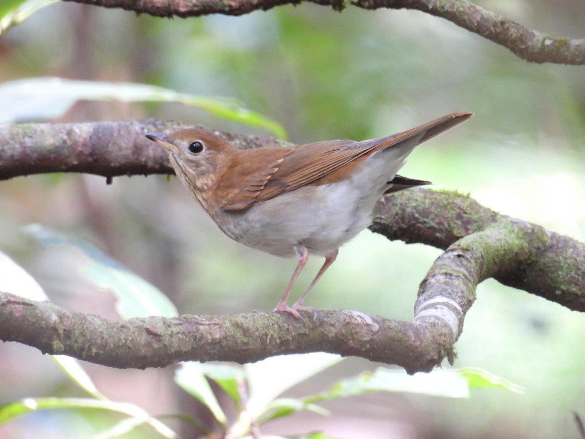 Veery - ML643151908